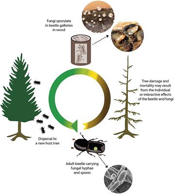 Pathogens—The Hidden Face of Forest Invasions by Wood-Boring Insect Pests